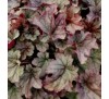 Гейхера Индиан Саммер Хаклберри (Indian summer Huckleberry) C1